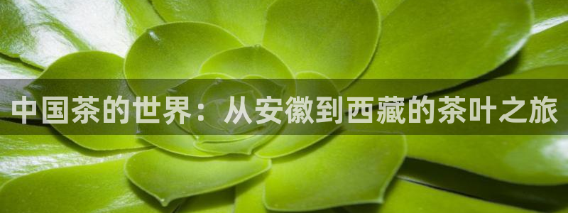 鸿运兄弟创造平台