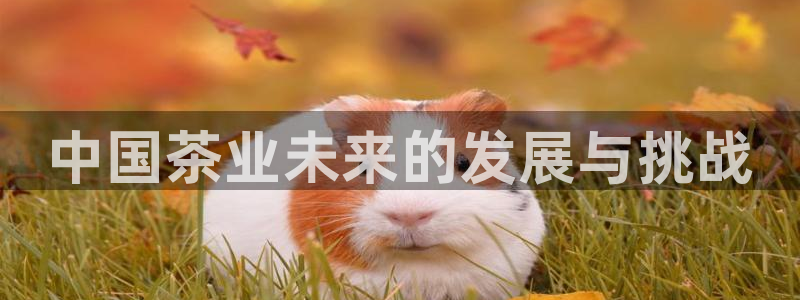 鸿运茶馆平台客服