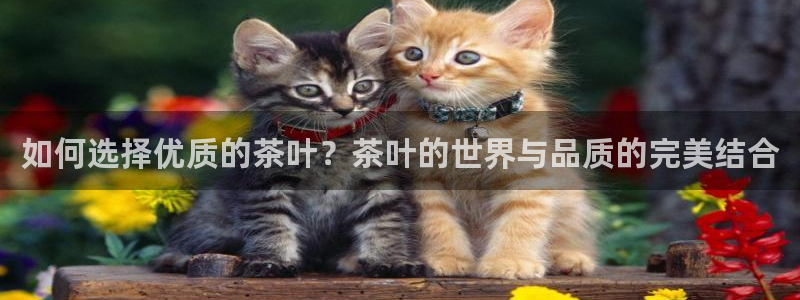 鸿运平台真假