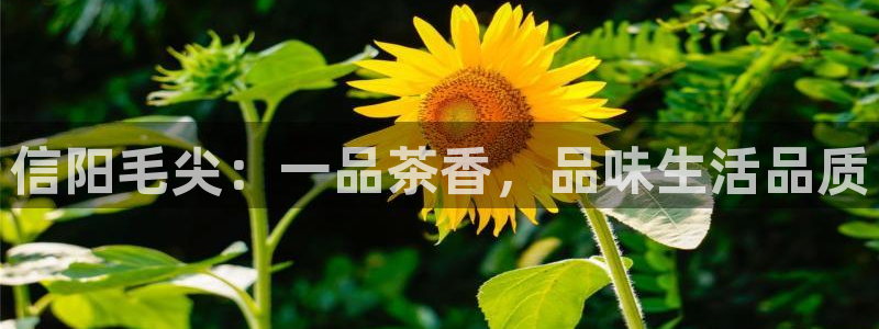 鸿运牛骨服务平台