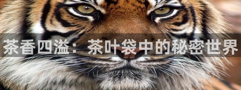 鸿运当头借贷平台