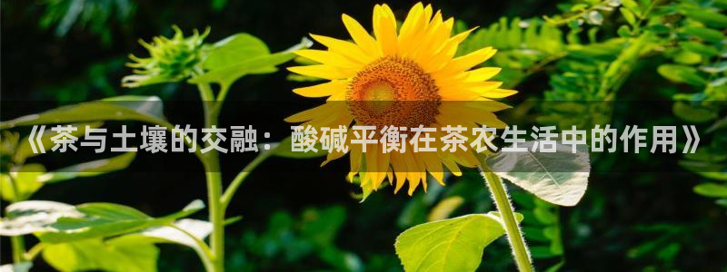 鸿运游戏棋牌平台