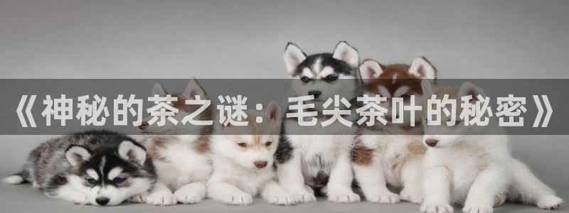 大发鸿运平台网址