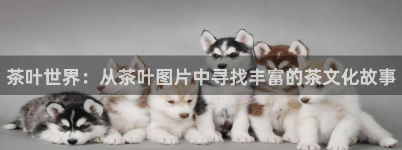 鸿运网投平台