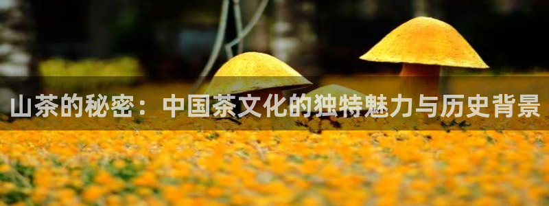 鸿运六月直播平台