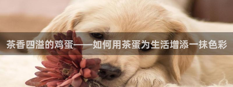 鸿运网平台用户