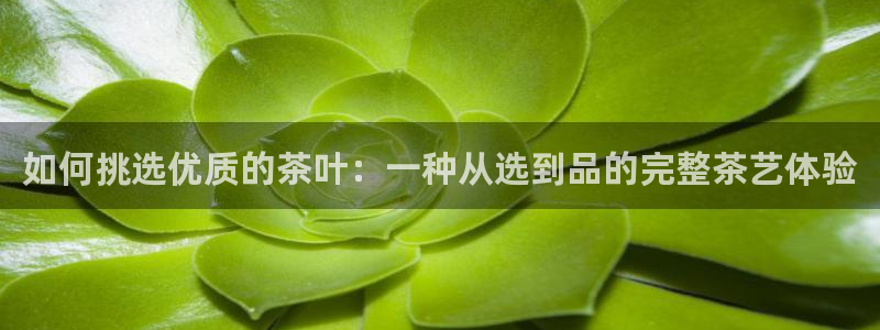 鸿运牛骨服务平台